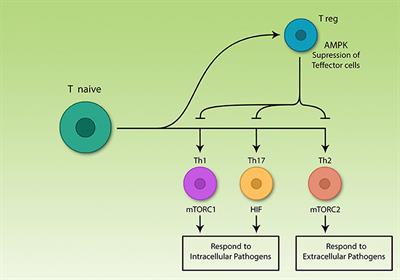 Immunomodulatory Effects of Flavonoids: Possible Induction of T CD4+ Regulatory Cells Through Suppression of mTOR Pathway Signaling Activity